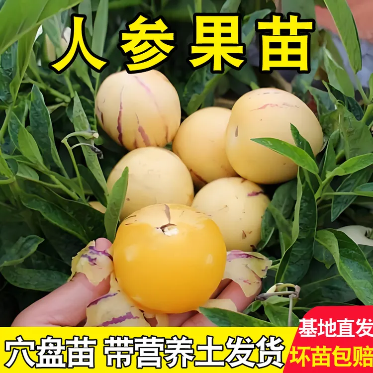 人参果盆栽 人参果苗果树水果四季果大苗秧南方树苗人叁果