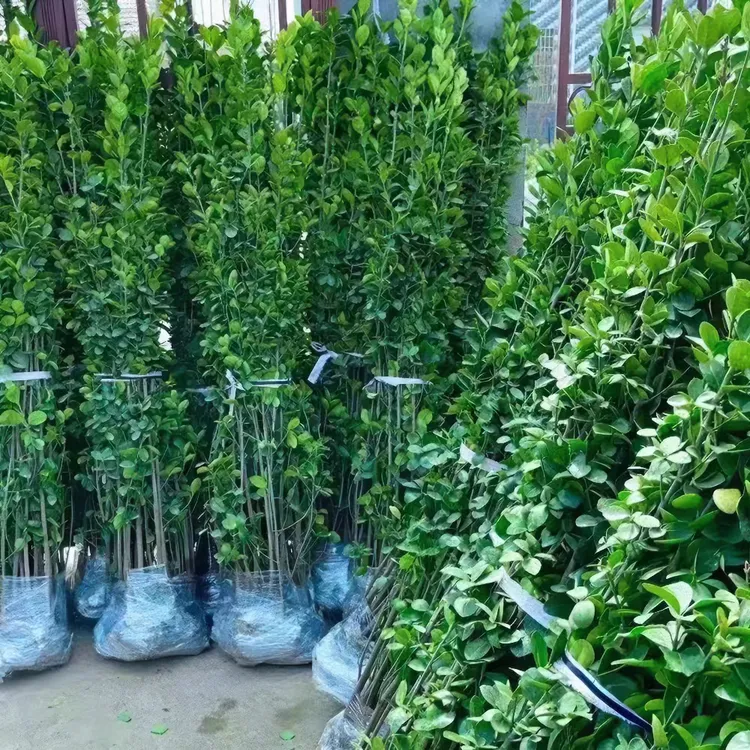冬青树苗四季耐寒耐冻植物篱笆苗南北方围墙苗冬青苗园林绿化植物