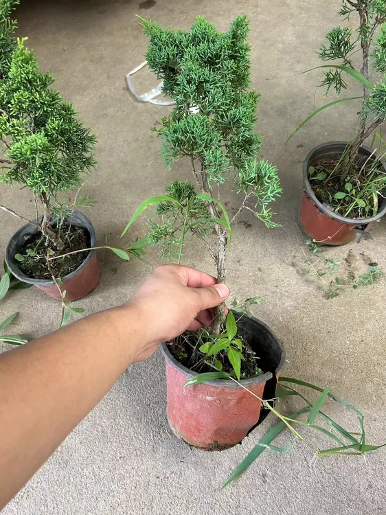 济州真柏黑松素材一物一拍苗四季常青原生盆景素材耐寒树苗可造型