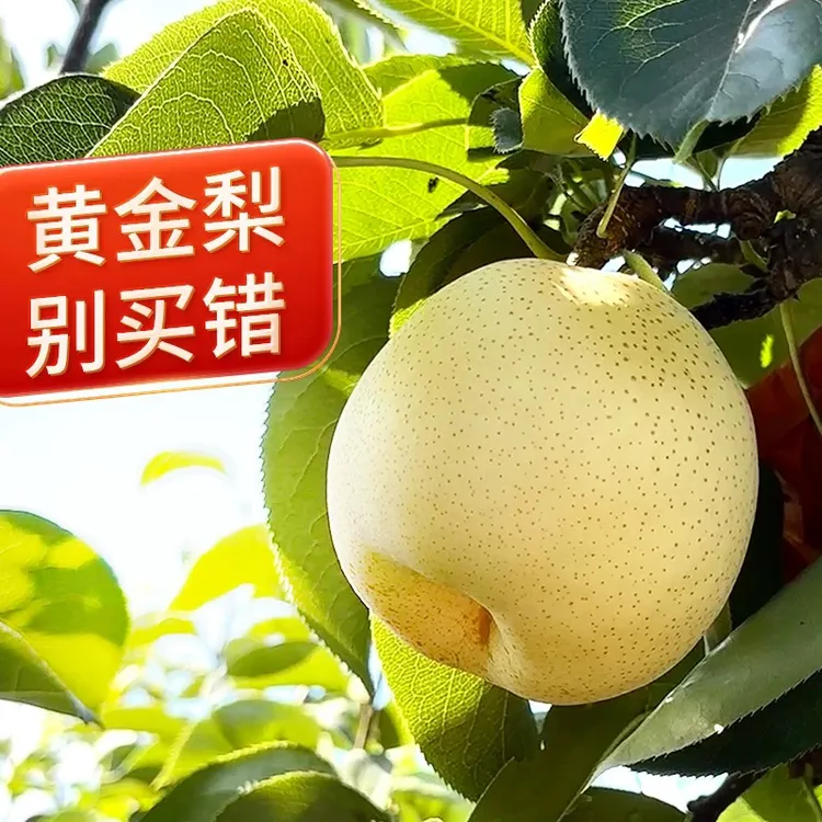 正宗黄金梨新鲜现摘现发露天种植脆甜多汁果园 采摘发货 皮薄香甜