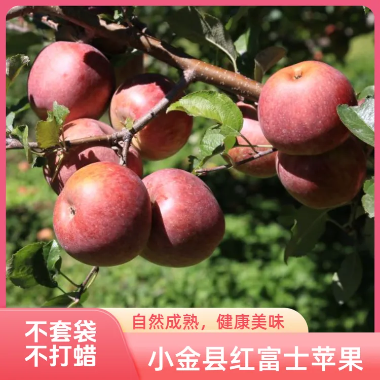 小金县红富士苹果皮薄口感脆纯甜鲜脆冰糖心12个/24个装顺丰包邮