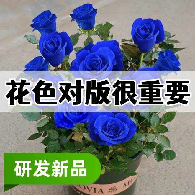 （买1送1）正宗蓝色妖姬玫瑰老桩阳台庭院种植绿植月季花苗基地发货