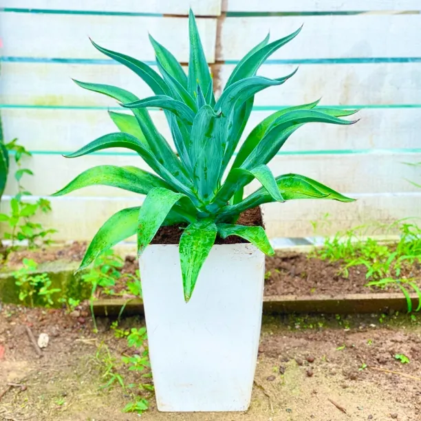 庭院景观植物龙舌兰多肉植物翡翠盘沙生植物造景耐热户外绿植花园