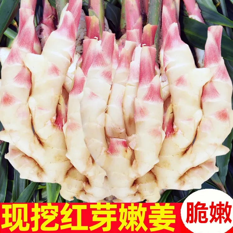 【顺丰包邮】山东新鲜嫩姜生姜大仔姜子姜农家自种现挖红芽姜泡仔姜