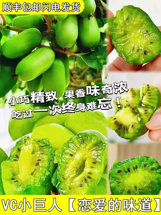 【新鲜采摘】辽宁软枣猕猴桃奇异莓拇指猕猴桃猕猴桃软枣软籽猕猴桃