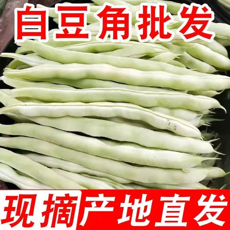 东北大白豆角白芸豆批发白大架白不老农家现摘芸豆新鲜四季豆蔬菜
