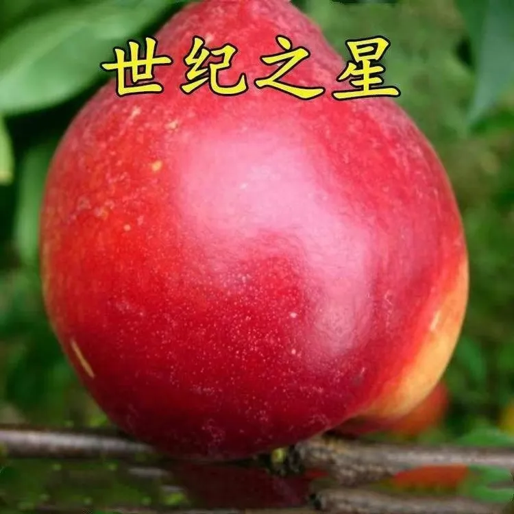嫁接油桃苗桃树苗世纪之星油桃树苗南方北方种植盆栽地栽庭院种植