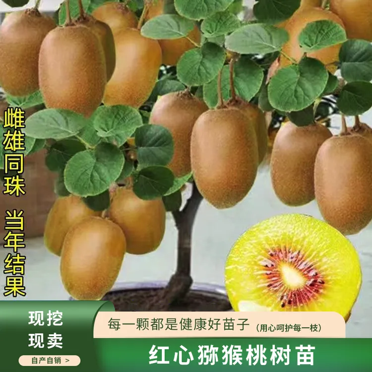 红心猕猴桃树苗自花受粉盆栽地栽当年结果南北方可种植猕猴桃树苗