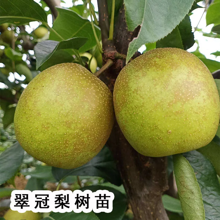 嫁接新品种早熟蜜糖梨苗翠冠梨树苗大果南北方种植盆栽地栽果树苗