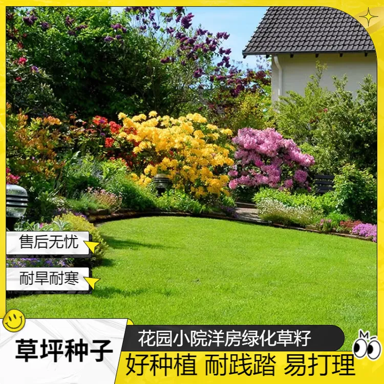 【四季青】庭院绿化护坡草籽耐践踏易打理耐旱耐寒低矮草坪种子商品图