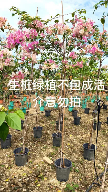 一物一拍三角梅生桩直播链接