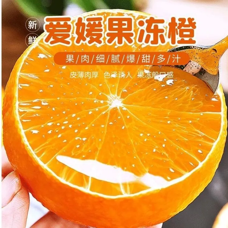 柑橘新秀爱媛果冻橙现摘现发
