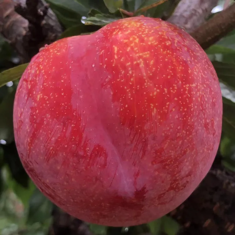 大红袍李子树苗（辽南名李）