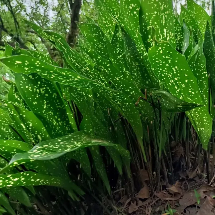 星空一叶兰水培植物四季常青盆栽办公室网红摆件室内好养净化空气