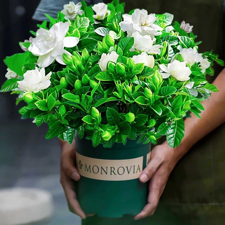 大盆栀子花带花苞 室内绿植盆栽水培四季开花花卉大全除甲醛好养