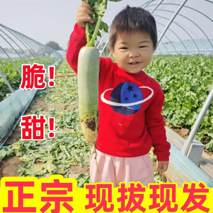正宗潍坊水果萝卜老潍县青萝卜夏庄萝卜非天津沙窝萝卜新鲜蔬菜