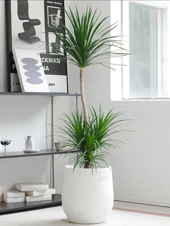 龙须树大型绿植盆栽多头龙血树龙铁树发财树室内客厅花卉植物盆景