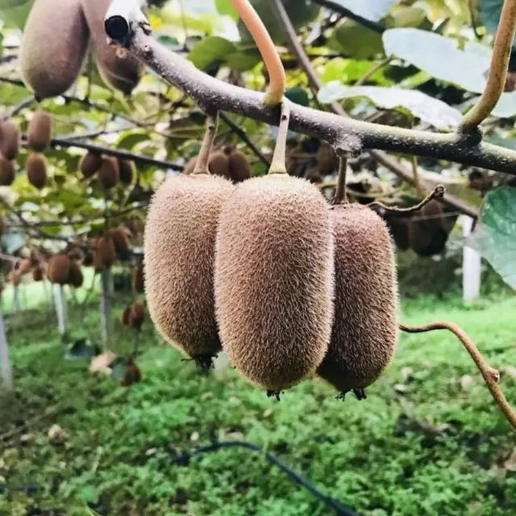 新鲜贵州修文猕猴桃5斤贵长绿心奇异果孕妇水果整箱包邮香甜现摘