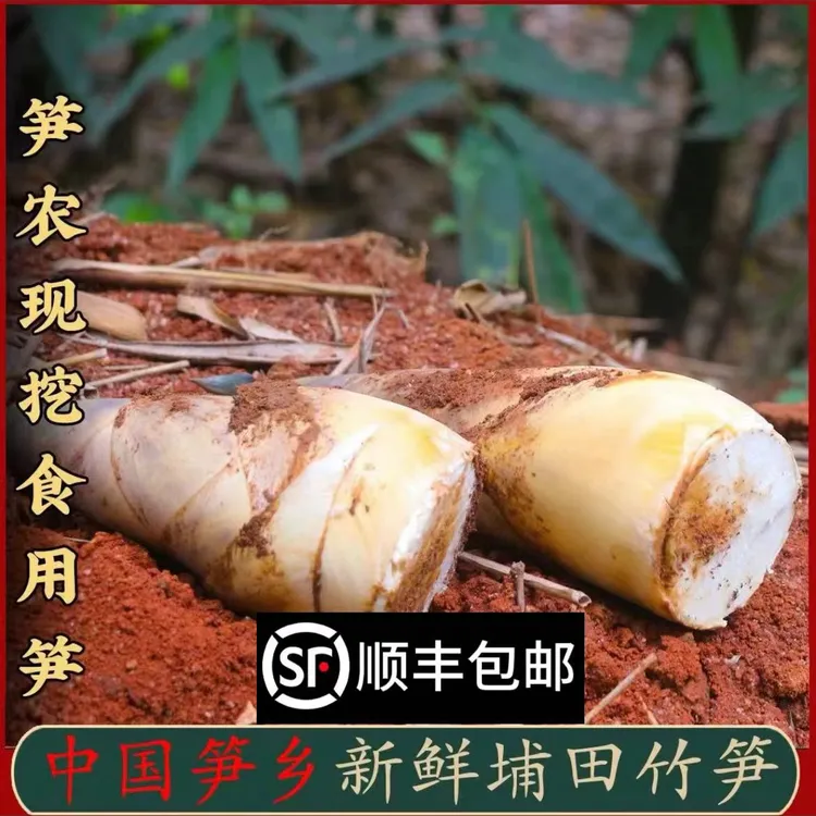 【埔田产地新鲜竹笋现挖现发】深山麻竹笋天然春笋嫩脆竹笋现挖现发