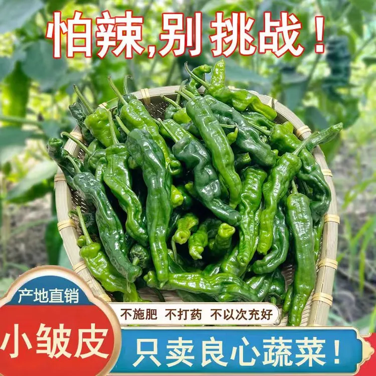 《特价》爆辣小皱皮辣新鲜优质土辣椒美味饱满蔬菜薄皮农特产