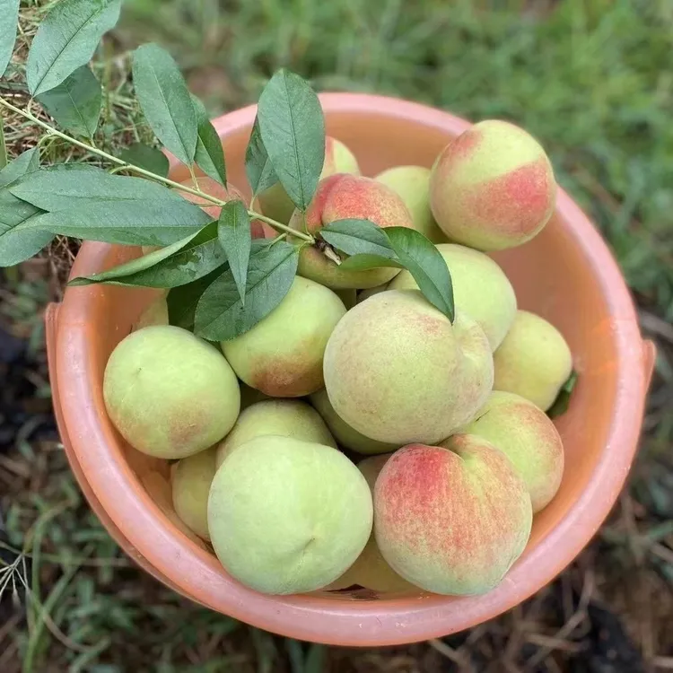 【  坏果包赔】秭归脆蜜桃青皮脆桃水润新鲜脆甜嗄嘣脆3/5/9斤包邮