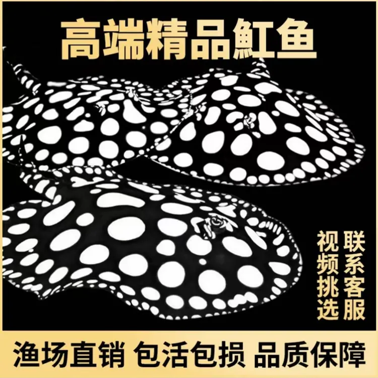 男神皇冠魟鱼魔鬼鱼活体虹鱼