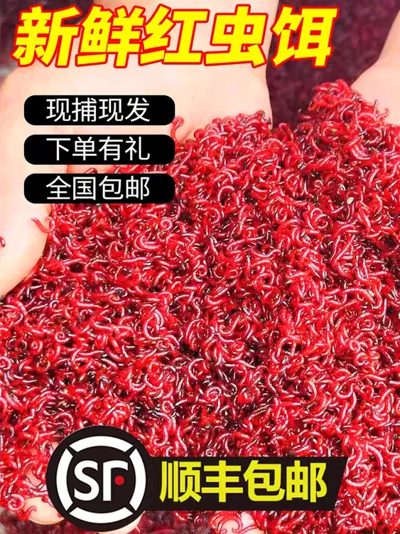 特大号大号中号小号公虫鱼饵喂鱼六角恐龙斗鱼饲料饵鲫鱼野钓黑坑