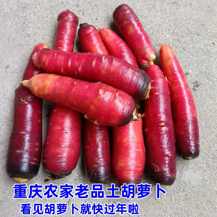 老品种胡萝卜农家土胡萝卜鲜重庆四川沙地带泥胡萝卜水果紫色萝卜