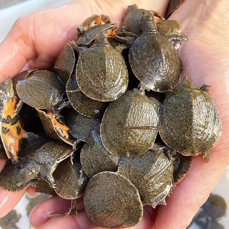 【10克/20克】江西南丰外塘冷水甲鱼苗生态甲鱼鳖水鱼包邮头套