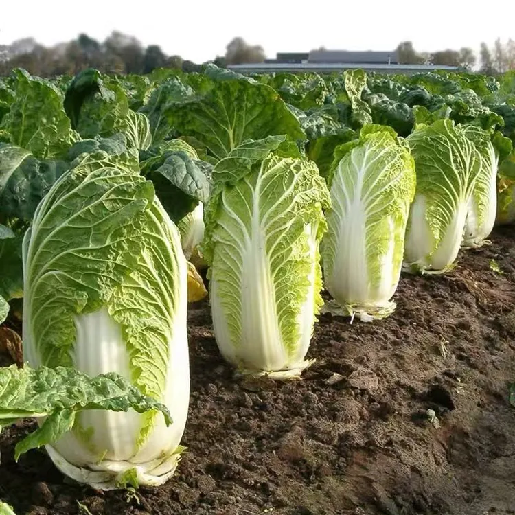 东北新鲜自产自种大白菜可以蘸酱生吃的蔬菜农家冬储应季霜打白菜