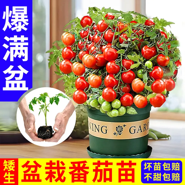 盆栽矮生番茄小西红柿千禧种苗圣女果水果蔬菜苗四季生长庭院室内