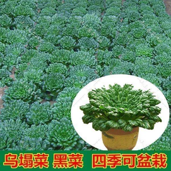 秋冬耐寒乌塌菜生菜种苗种子黄心乌耐霜雪蔬菜种植阳台庭院蔬菜