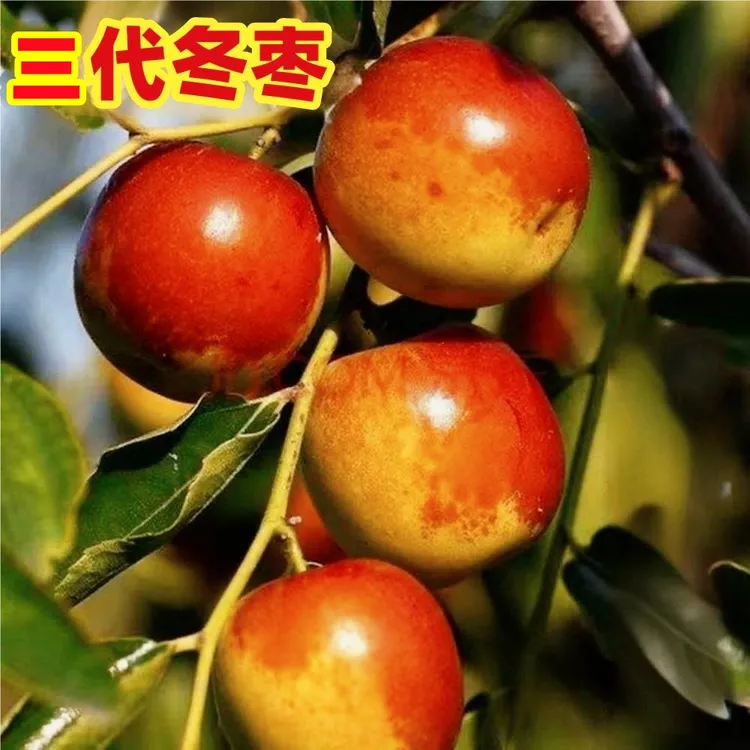 枣树苗嫁接冬枣树苗蟠枣红丹脆枣磨盘枣树盆栽地栽庭院种植果树苗