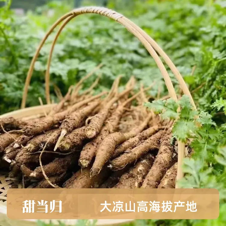 新鲜当归煲汤泡酒滋补大凉山甜当归