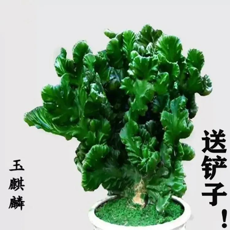 多肉植物玉麒麟盆栽彩麒麟室内吸甲醛包邮春季仙人球盆栽观赏耐寒