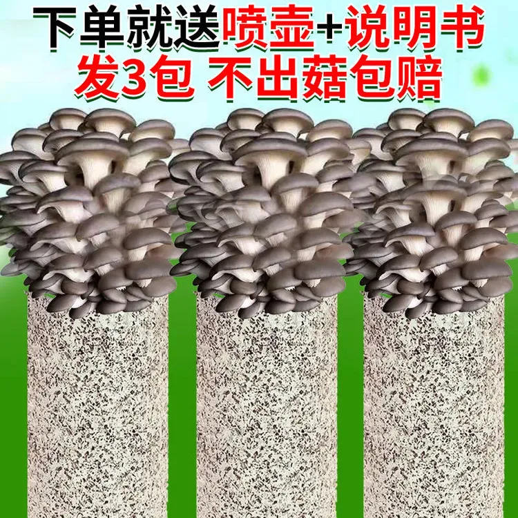 【买一发三菌包】家庭种植蘑菇菌菇菌包棒蘑菇种植包蘑菇种植菌包