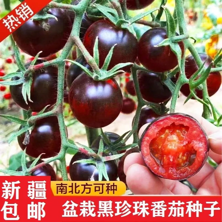 【新疆包邮】黑珍珠番茄种子四季盆栽阳台水果种植黑宝石蔬菜种子