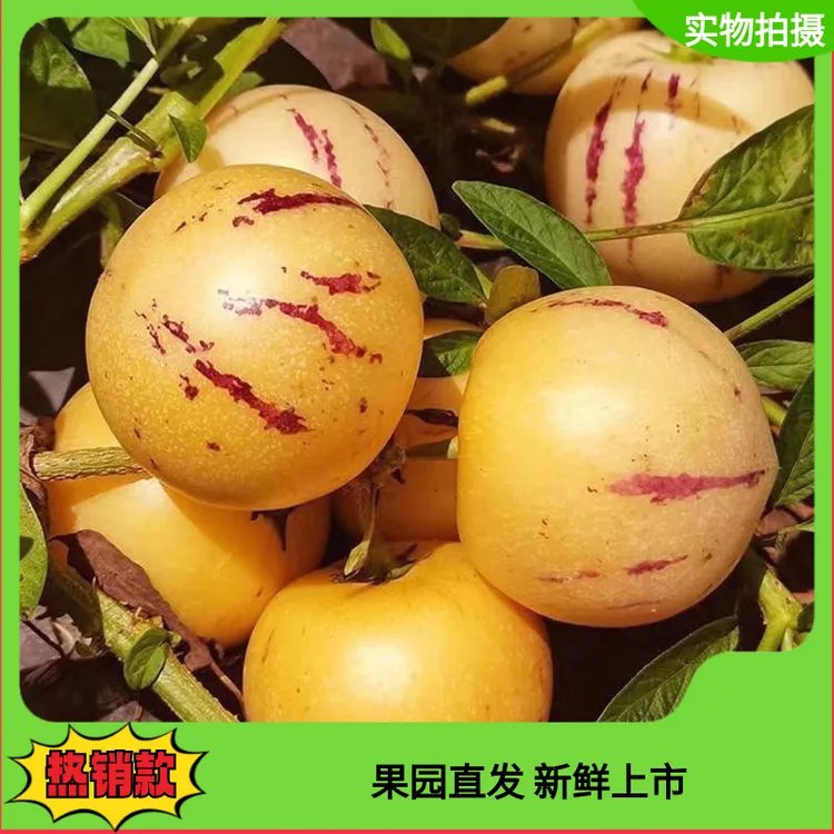 【黄肉圆果】正宗云南石林人参果新鲜应季孕妇水果当季大果整箱包邮