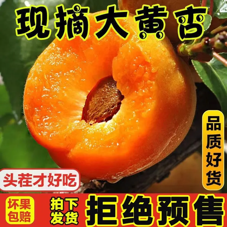 精选新鲜头茬大黄杏现采现摘新鲜金太阳孕妇水果净重1/2/3/5酸甜