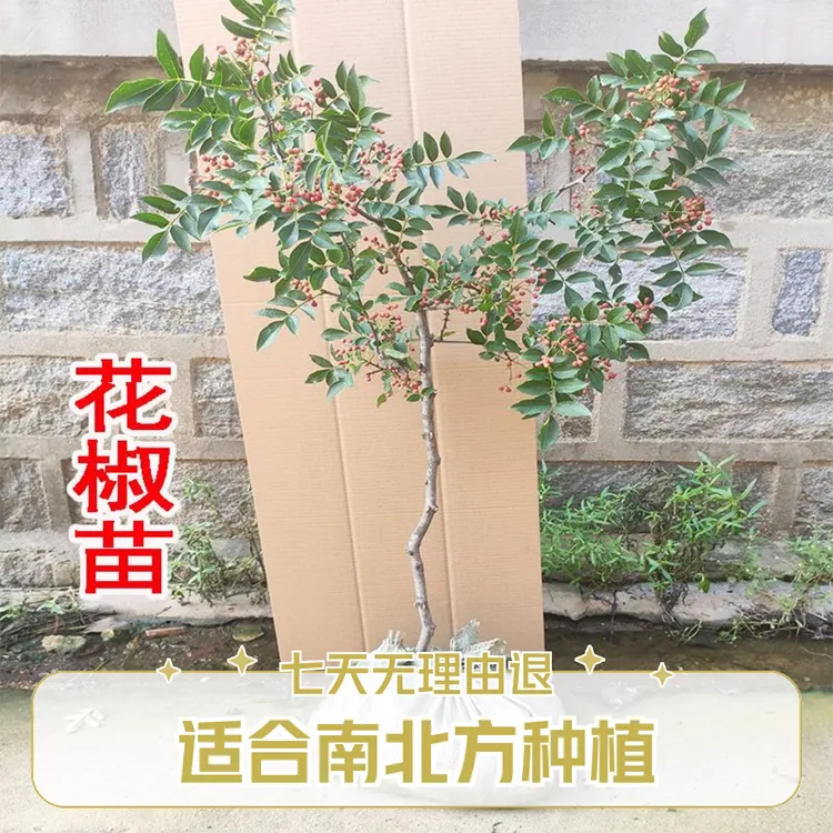 盆栽地栽适宜大红袍花椒树苗四川麻椒树苗带土当年当年结果花椒树