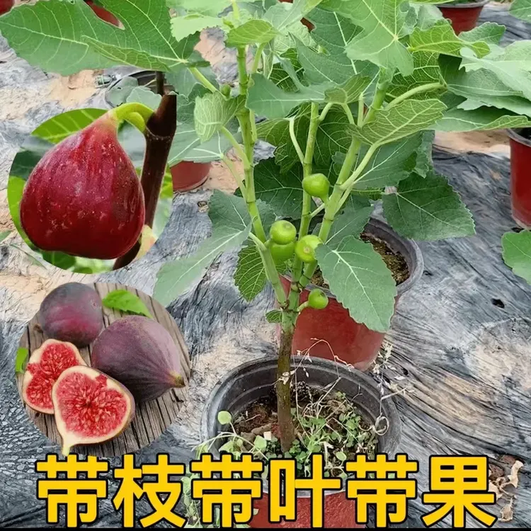 无花果树果苗威海靑皮带果矮化盆栽四季南方北方当年结果带土