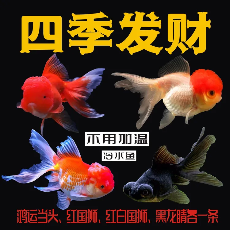招财鱼金鱼观赏鱼活体冷水鱼兰寿泰狮丹顶红不加温好 养鸿运当头