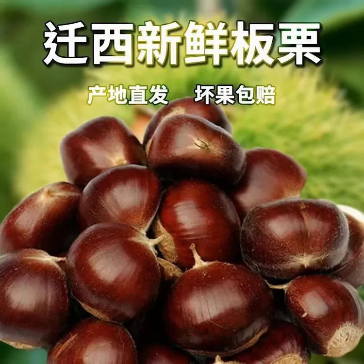 【今年新货】正宗燕山新鲜板栗现摘生栗子甜糯大板栗迁西油栗子批发