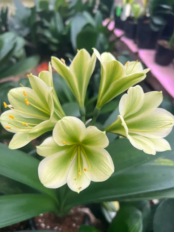 绿花君子兰小苗盆栽好养易活对版产地直销室内绿植四季常青