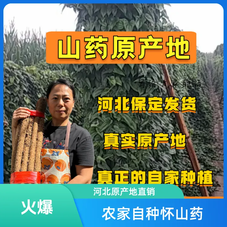 精品怀山药40-60新鲜长红皮5斤中果