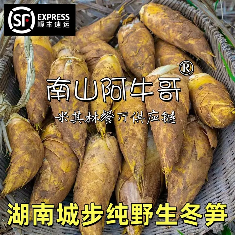 南山阿牛哥湖南城步纯野生新鲜冬笋