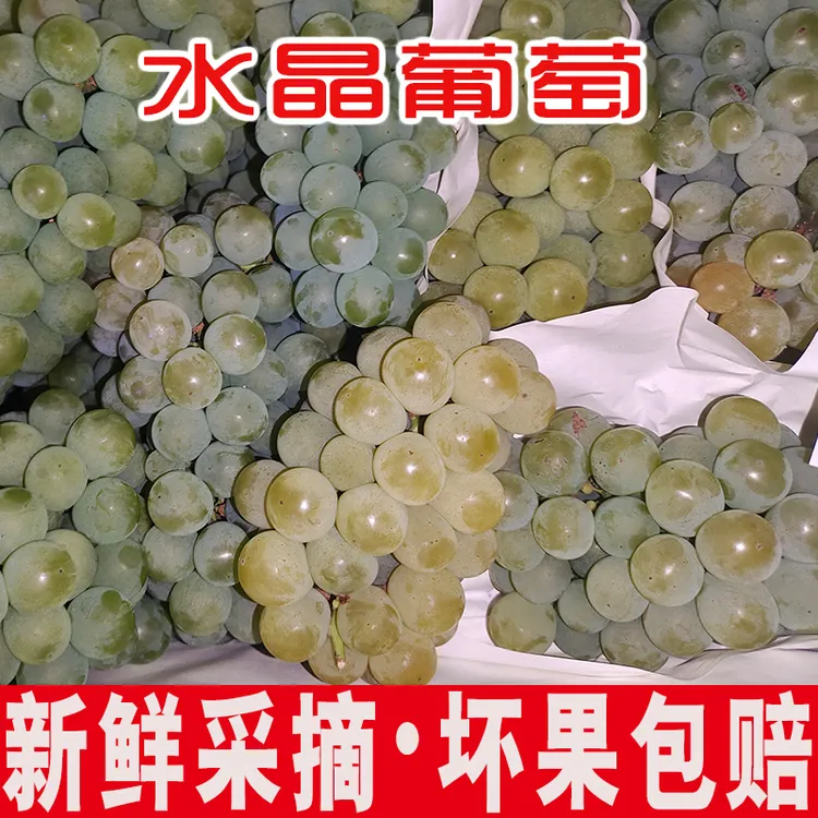 2025湖南水晶葡萄新鲜云南香葡萄贵州土葡萄葡萄当季孕妇水果现摘
