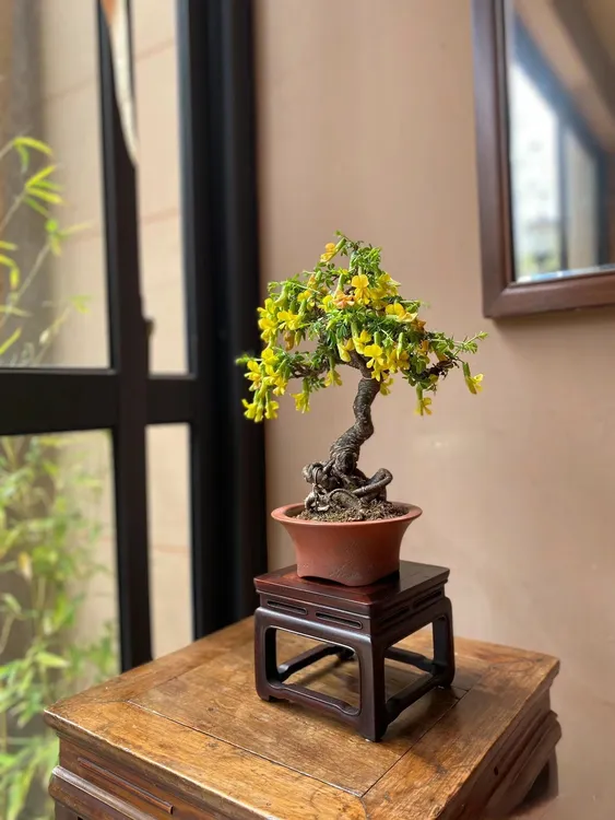 一物一拍金雀花树苗盆景老桩阳台室内小盆栽春花梅花罗汉松盆栽