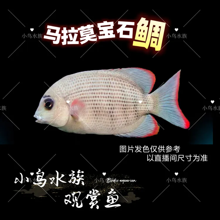 马拉莫宝石 恶魔宝石鱼  慈鲷 可以混养各种鲷 热带鱼