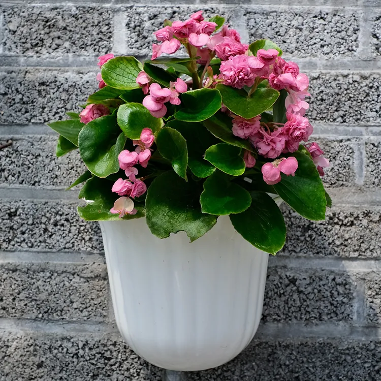 逸棵重瓣四季海棠花苗花种子苗花卉盆栽阳台庭院夏秋种植四季开花